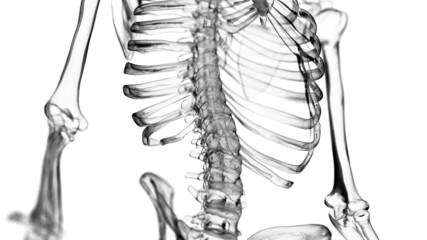 3d rendered illustration of the lower spine