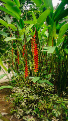 
Heliconia is a genus of flowering plants belonging to the Heliconiaceae family.