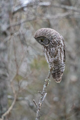 Great gray owl in forest 