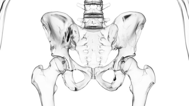 3d rendered illustration of the hip