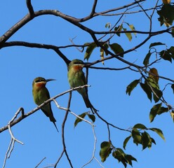 blue bee eater birds on tree branch
