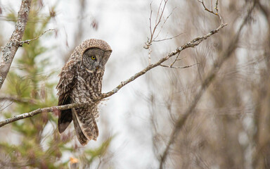 Great gray owl in forest 
