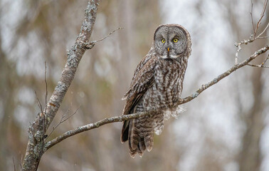 Great gray owl in forest 