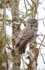 Great gray owl in forest 