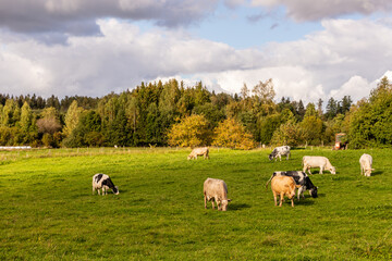 Fototapeta na wymiar Eight cows eating grass at field near forest under cloudy sky, background visible red tractor. Cattle cow farm in Latvia, Europe at autumn sunny day. Dairy cows at grassland during early fall day