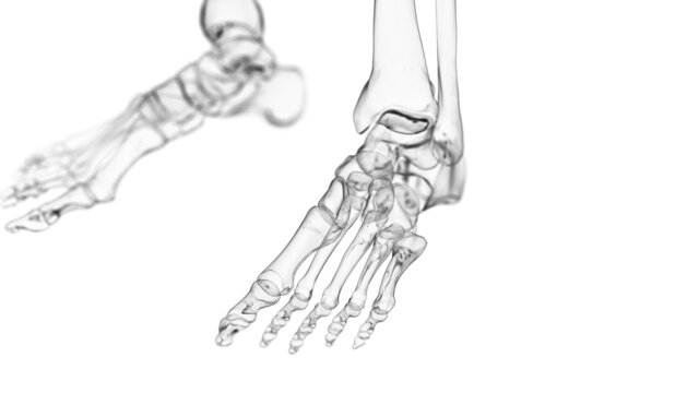 3d rendered illustration of the human ankle joint