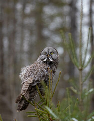 Great gray owl in forest 