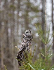 Great gray owl in forest 