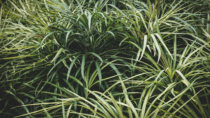 plantas and flowers