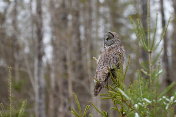 Great gray owl hunting in forest