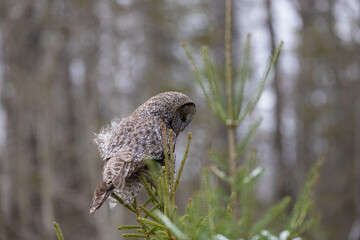 Great gray owl hunting in forest