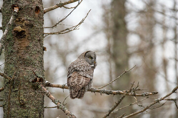 Great gray owl hunting forest