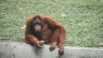 orangutans in a zoo © Ridho