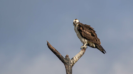 Male osprey on perch