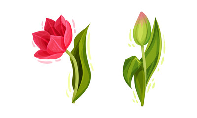 Colorful Tulips Flowers with Large and Showy Bud on Green Stem Vector Set