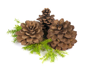 Pine or Pine Cone and Leaves for Christmas and New year Decoration isolated on white background.