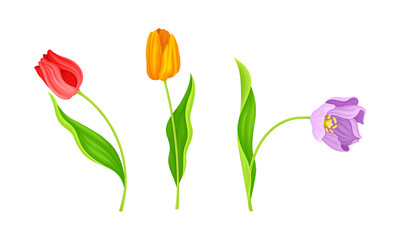 Red and Yellow Blooming Tulips Flowers with Large and Showy Bud on Green Stem Vector Set