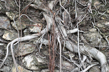 Roots of old tree and rocks closeup view.