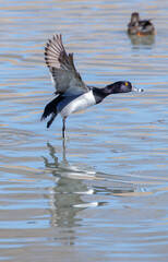Ring necked duck landing in water