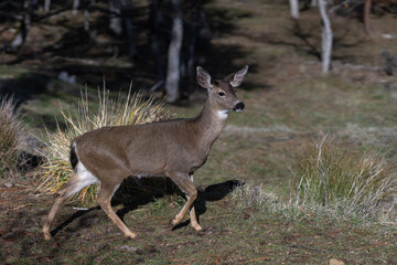 White-tailed Deer in the Wilderness