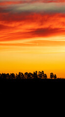 Fototapeta na wymiar sunset in the savannah