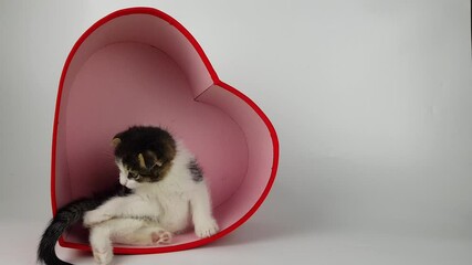 cute kitten inside a red heart on a white background. affectionate congratulations on valentine's day or mother's day