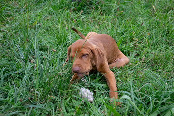 vizsla puppy in the grass