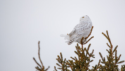 Male snowy owl perched