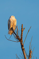 Male snowy owl perched