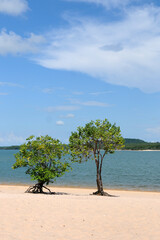 Alter do Ch&atilde;o,Brazil,November 21, 2021.Vegetation on the sand of Lago Verde beach in Alter do Ch&atilde;o, Par&aacute; state, northern region. Freshwater beaches in the Amazon rainforest.