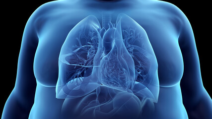 3d rendered illustration of an obese mans heart and  lung