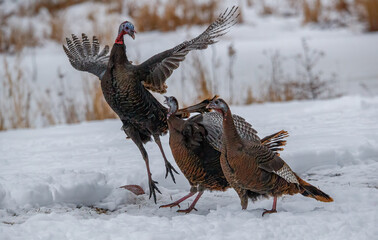 Wild turkeys in winter forest