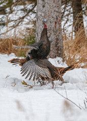 Wild turkeys in winter forest