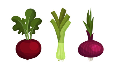 Ripe Beetroot and Onion Vegetable as Healthy Raw Food and Garden Cultivar Closeup Vector Set