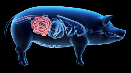 3d rendered illustration of the porcine anatomy - the colon
