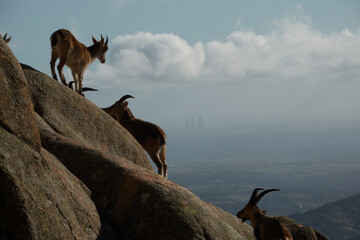 a herd of mountain goats in La Pedriza. Sierra de Guadarrama National Park. Madrid's community....