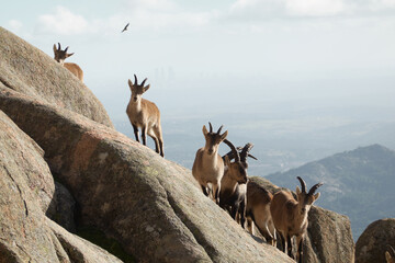 a herd of mountain goats in La Pedriza. Sierra de Guadarrama National Park. Madrid's community. Spain