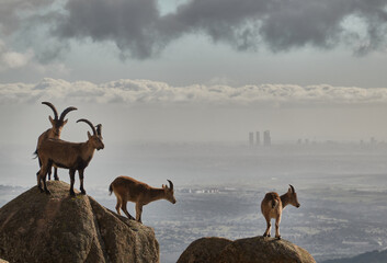 a herd of mountain goats in La Pedriza. Sierra de Guadarrama National Park. Madrid's community....