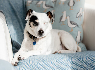 Dog Relaxing on Sitting Chair with blue throw - Interior design with dog model.