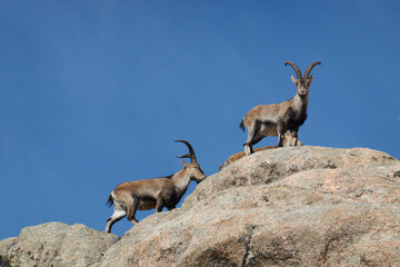 a herd of mountain goats in La Pedriza. Sierra de Guadarrama National Park. Madrid's community. Spain