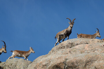 a herd of mountain goats in La Pedriza. Sierra de Guadarrama National Park. Madrid's community. Spain