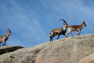 a herd of mountain goats in La Pedriza. Sierra de Guadarrama National Park. Madrid's community. Spain