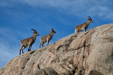 a herd of mountain goats in La Pedriza. Sierra de Guadarrama National Park. Madrid's community. Spain