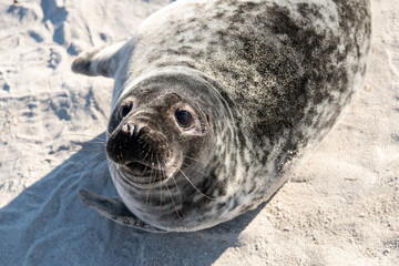 Porträt einer Kegelrobbe - Helgoland