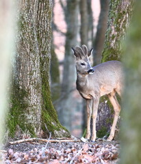 Rehbock im Winterwald