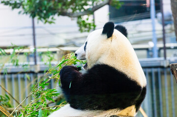 左を向いて笹を食べるジャイアントパンダの子パンダ