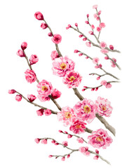 アナログ水彩ピンクの八重咲き梅の枝
