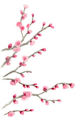 アナログ水彩ピンクの八重咲き梅の枝