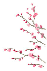 アナログ水彩ピンクの八重咲き梅の枝