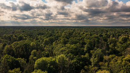 Fototapeta na wymiar Polish part of Bialowieza Forest to east